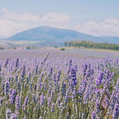 Herbs de Provence